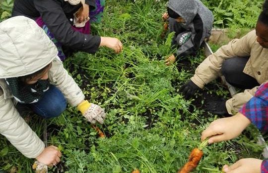 Auto-cueillette au Jardin Animé