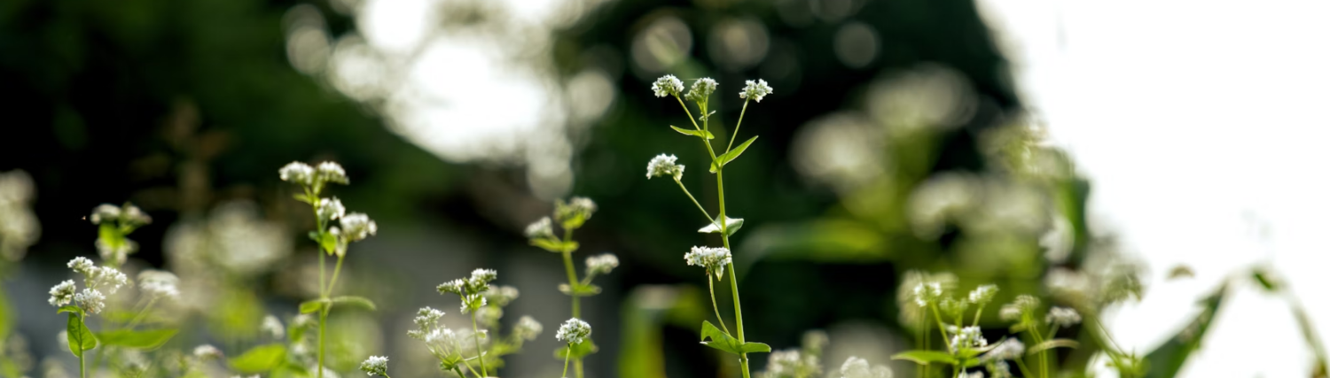 La santé au coeur de la nature