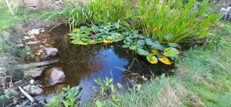 🐸🐸Les mares, un must dans les jardins de soins 🐸🐸Les mares, un must dans les jardins de soins