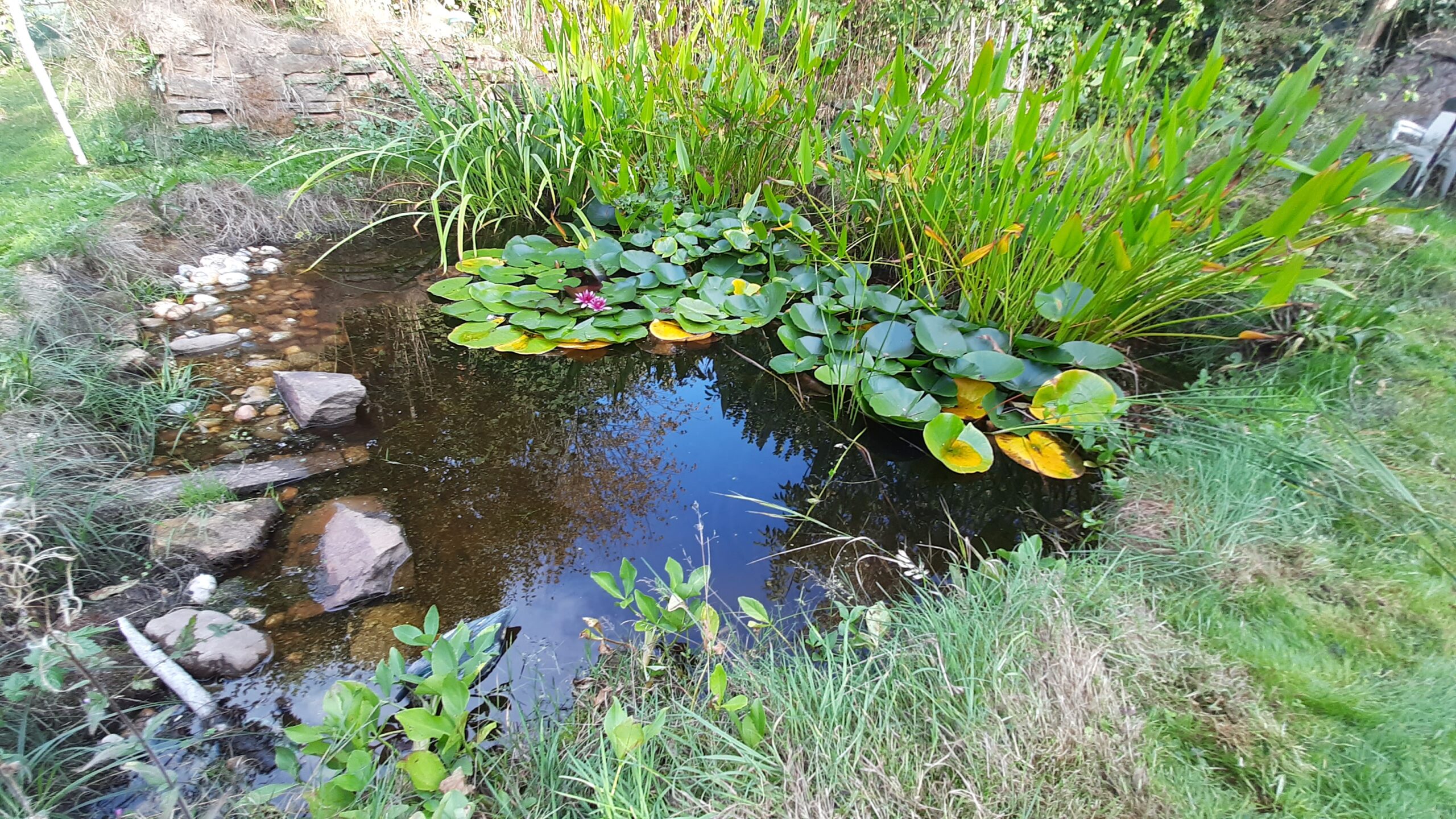 🐸🐸Les mares, un must dans les jardins de soins
